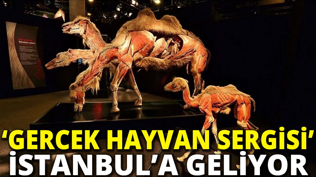 'Gerçek hayvan sergisi' İstanbul'a geliyor
