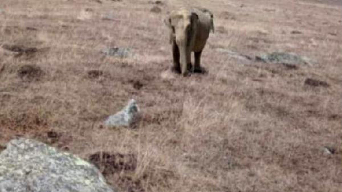 Ardahan’da fil alarmı Hayvanlarını otlatırken karşısına fil çıktı