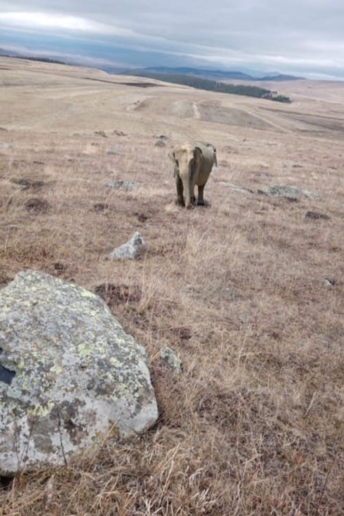 Ardahan'da 'fil' iddiası gerçek mi 'Valilikten açıklama geldi'
