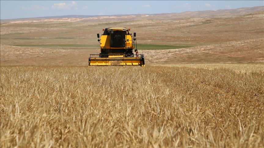 Kuru hububatta gübre desteği yüzde 100 artırıldı