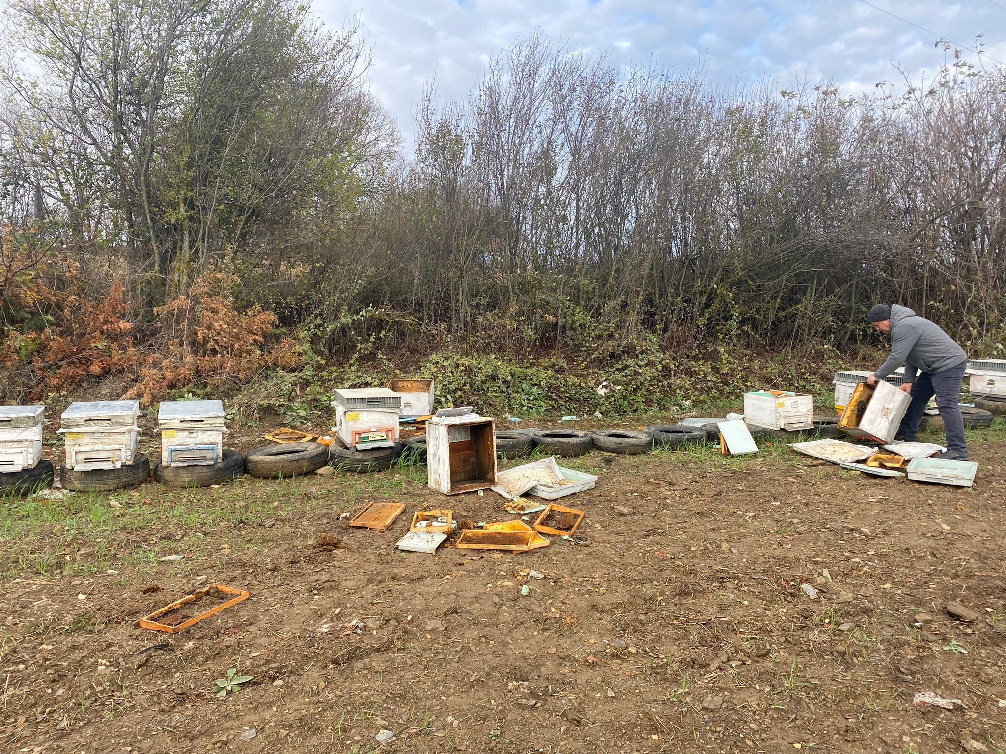 Bilecik'te ayılar arı kovanlarına zarar verdi