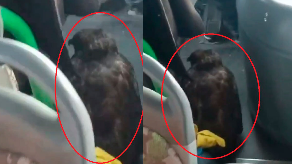 Özel halk otobüsü şoförü, yanındaki yırtıcı kuşla sefer yaptı