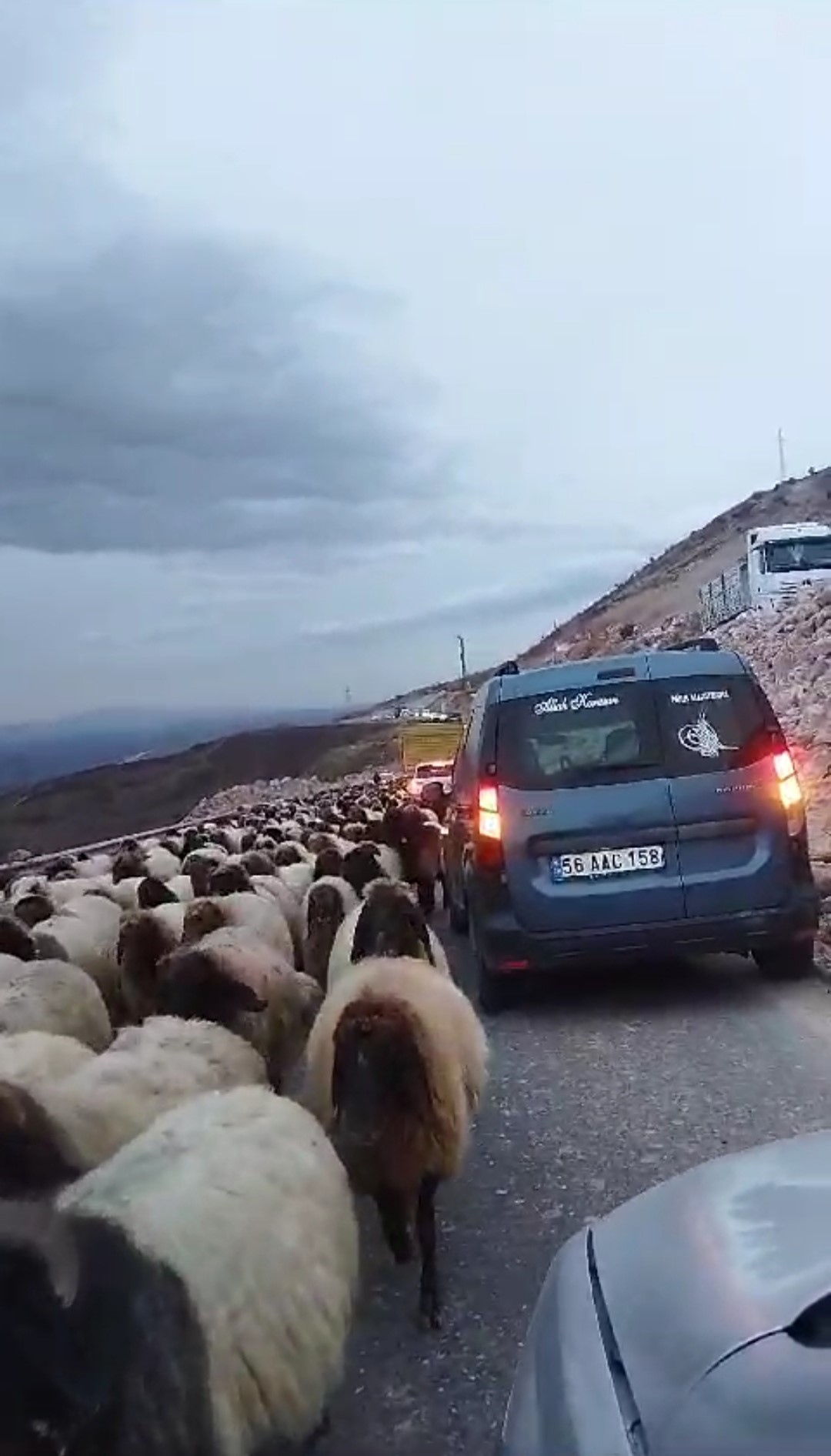 Koyunlar yolu trafiğe kapattı