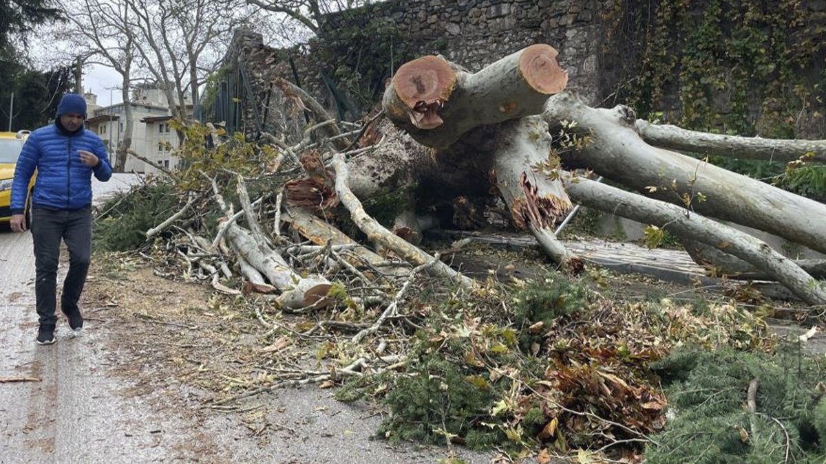 250 yıllık çınar ağacı fırtınaya dayanamadı