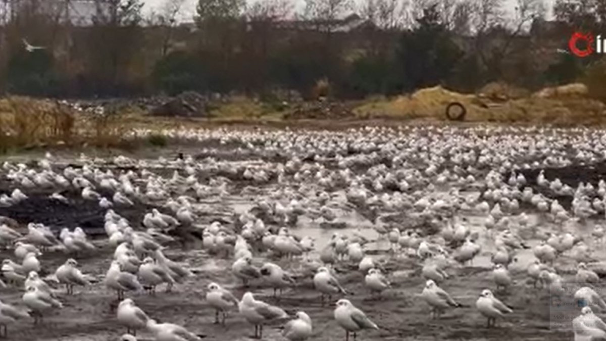 İstanbul’da etkili olan Lodos martılara da vurdu