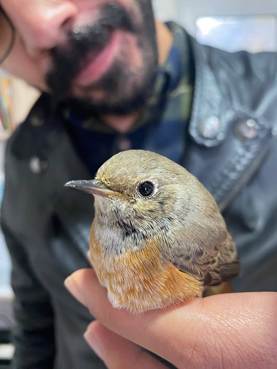Erzurum'da yaralı bulunan kızılkuyruk kuşu tedavi edildi