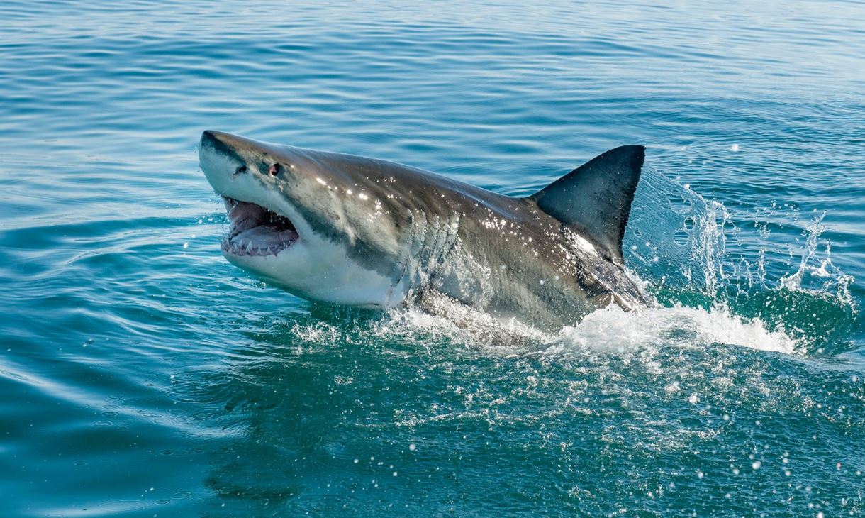 Meksika’da köpek balığı saldırısı can aldı