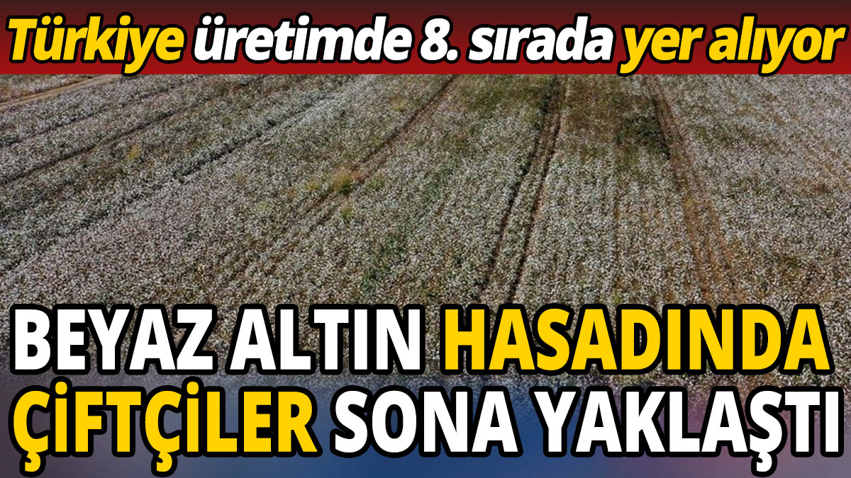 Türkiye üretimde 8. sırada yer alıyor 'Beyaz altın hasadında çiftçiler sona yaklaştı'