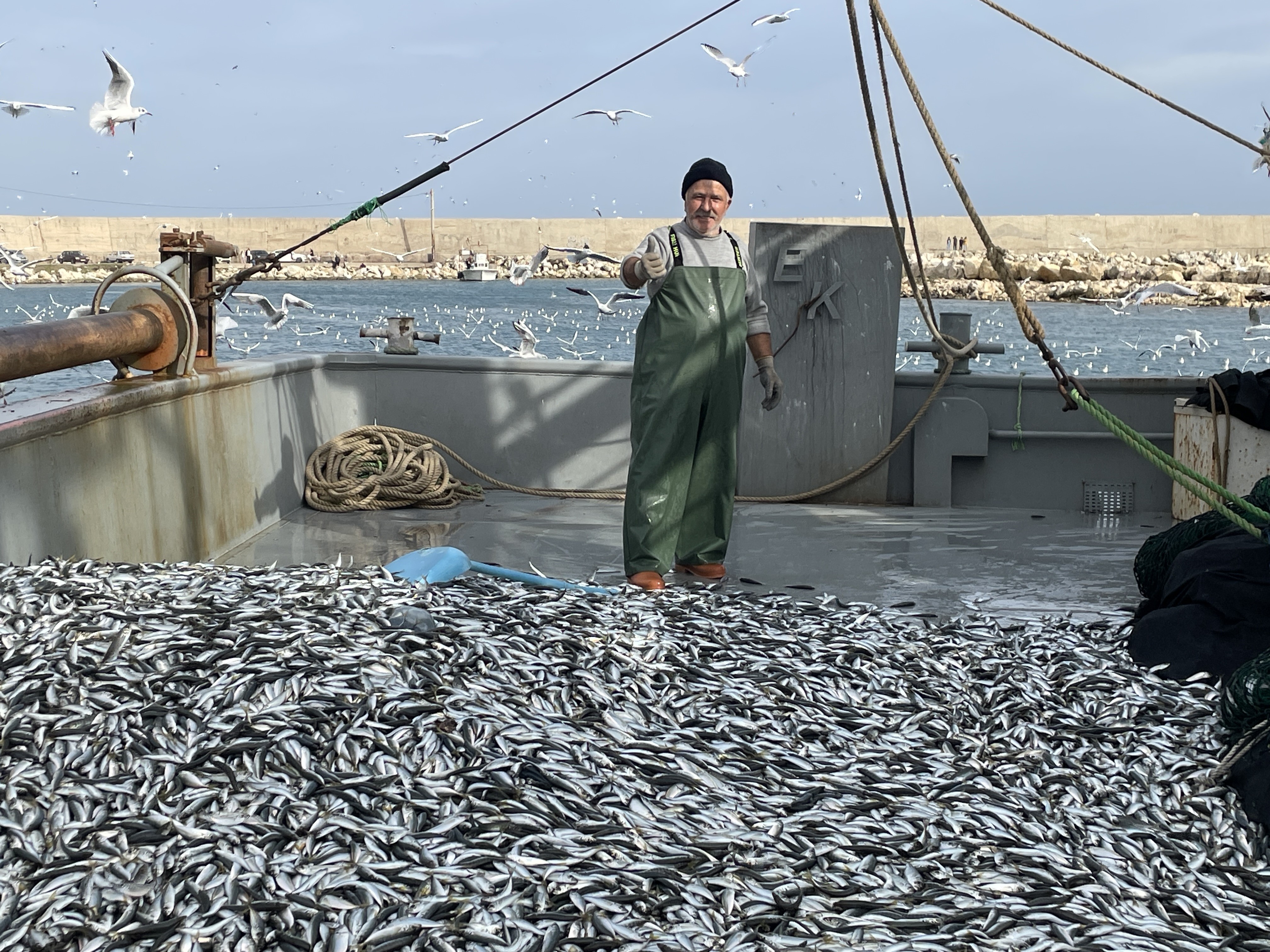 Balıkçıları sevindiren istavrit bolluğu