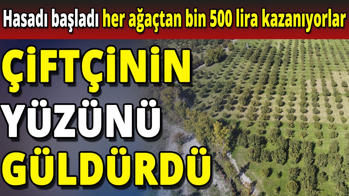 Çiftçinin yüzünü güldürdü 'Hasadı başladı Her ağaçtan bin 500 lira kazanıyorlar'