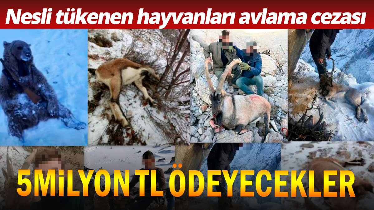 Nesli tükenmekte olan dağ keçilerini avlayan 5 kişiye 5 milyon TL ceza