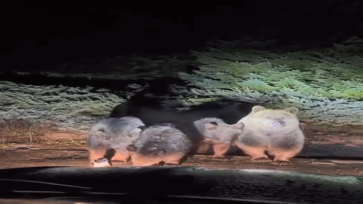 Kış uykusuna dalamayan ayılar yeniden görüntülendi