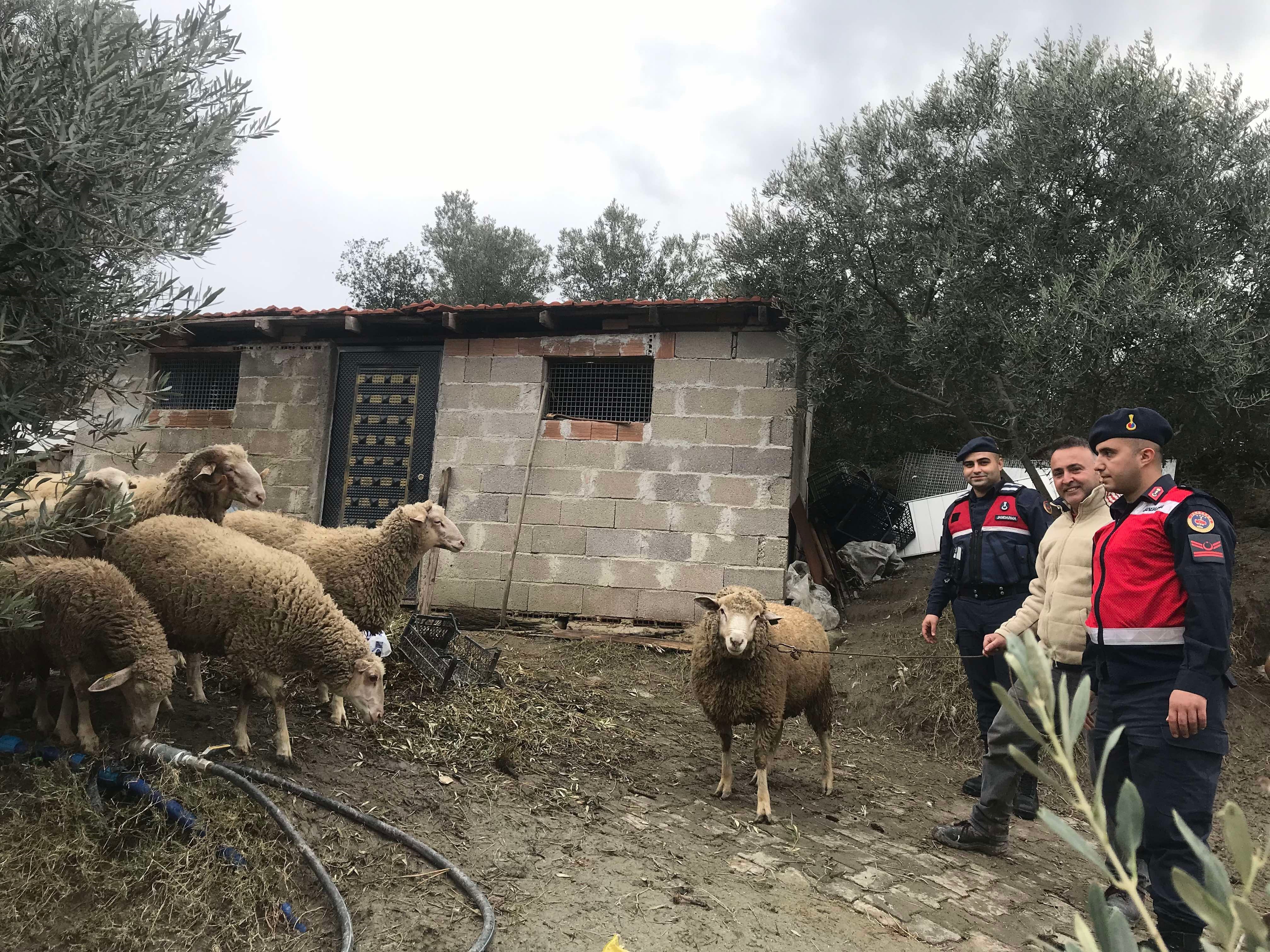 Jandarma kaybolan koyunları buldu