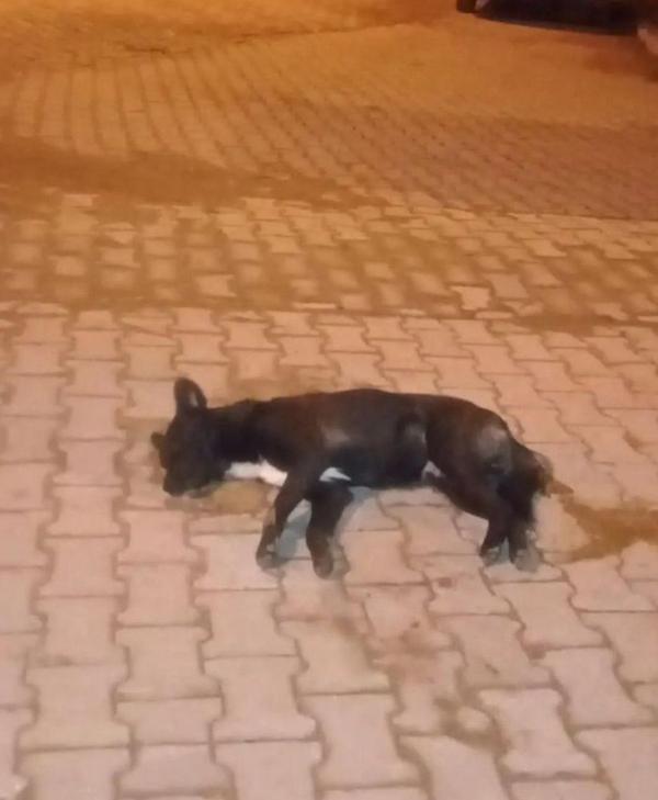 Aydın'da zehirlenen 5 sokak köpeği öldü