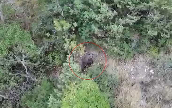 Zonguldak'ta kış uykusuna yatamayan ayılar böyle görüntülendi