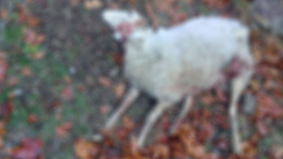 Manisa'da kurt saldırısında koyunlar telef oldu