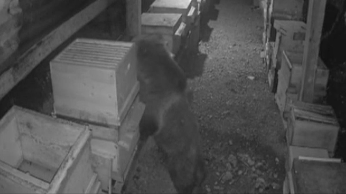 Anne ayının yavrusuyla kovanları parçalama anı kamerada