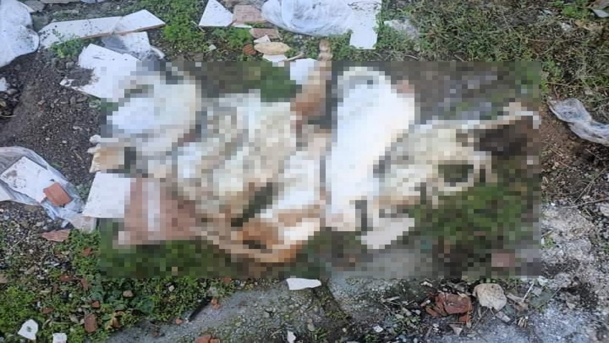 Milas’ta çöpte çok sayıda kedi ölüsü bulundu