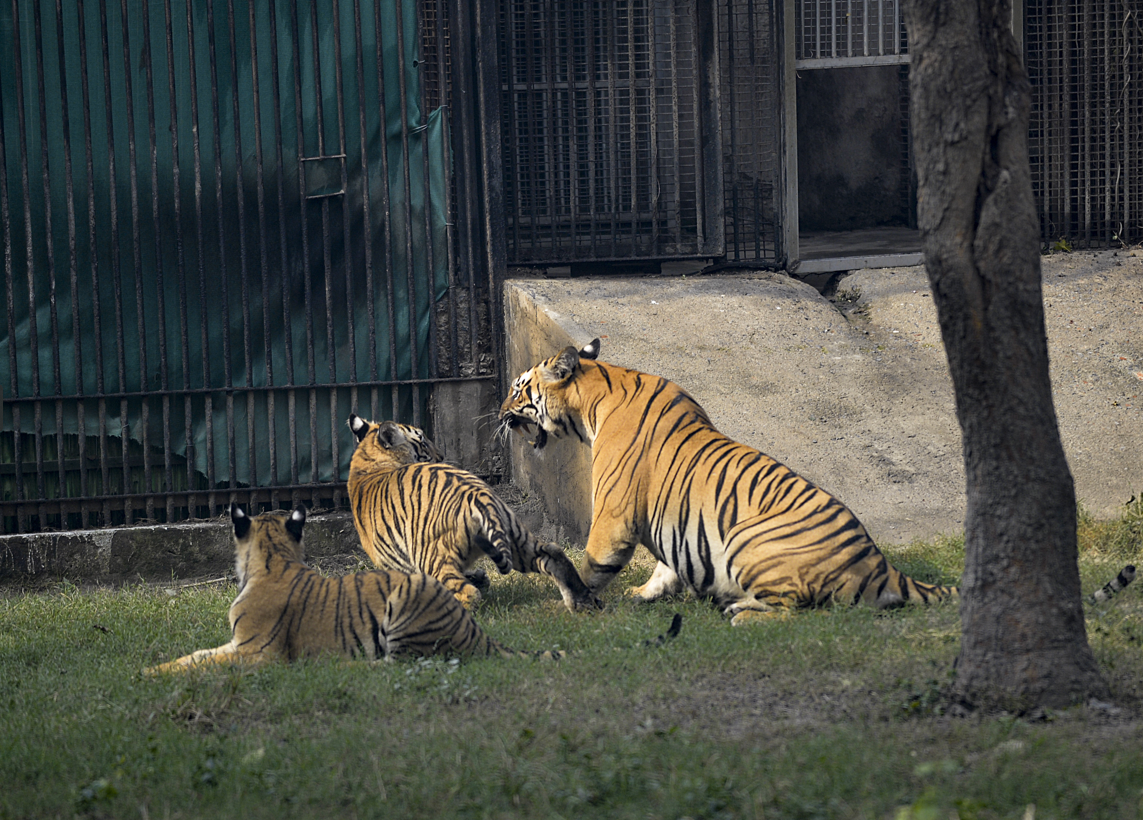 Yavru Bengal Kaplanı ziyaretçilerini bekliyor