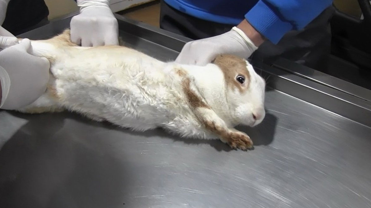 Yaralı tavşan tedavi altına alındı