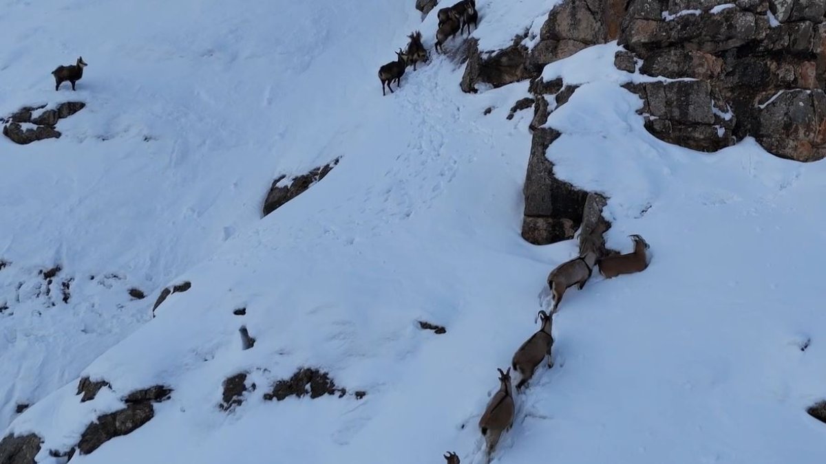 Erzincan’da nesli tükenmekte olan dağ keçileri görüntülendi