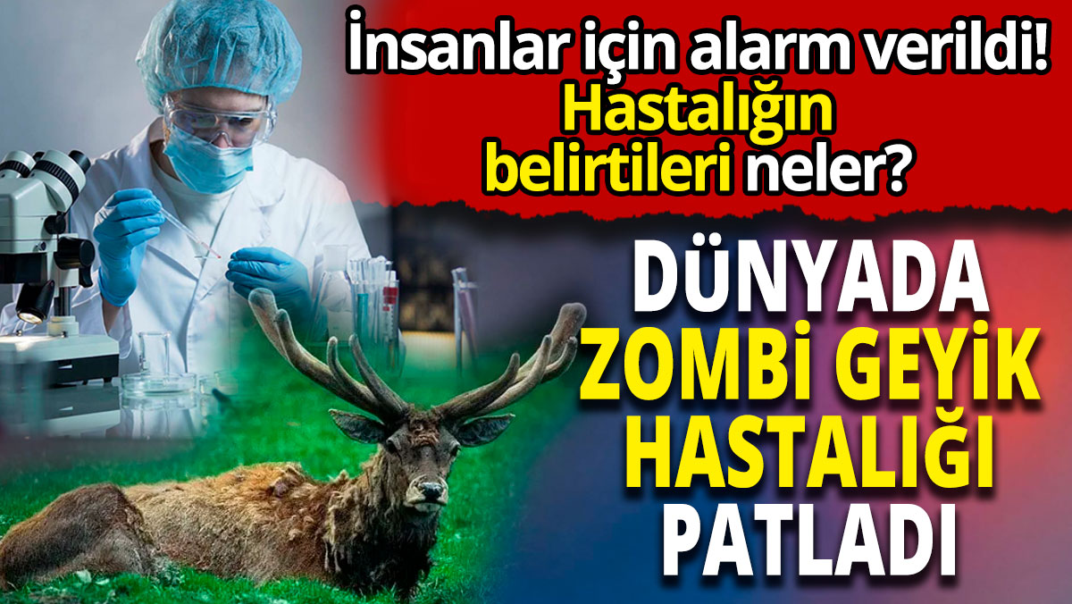 Dünyada zombi geyik hastalığı patladı ‘İnsanlar için alarm verildi’ Hastalığın belirtileri neler