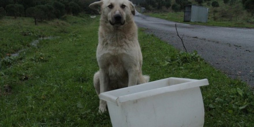 Sokak hayvanlarına mama desteği sürüyor