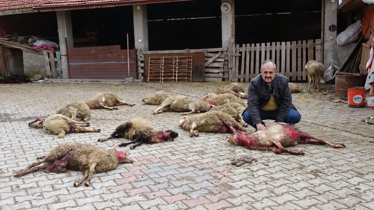 Kütahya'da sokak köpekleri 22 koyunu telef etti