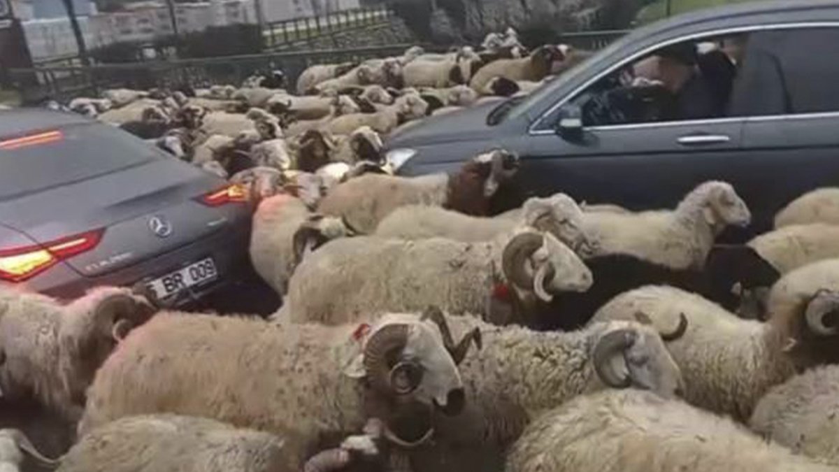 Koyun trafiği kameraya yansıdı