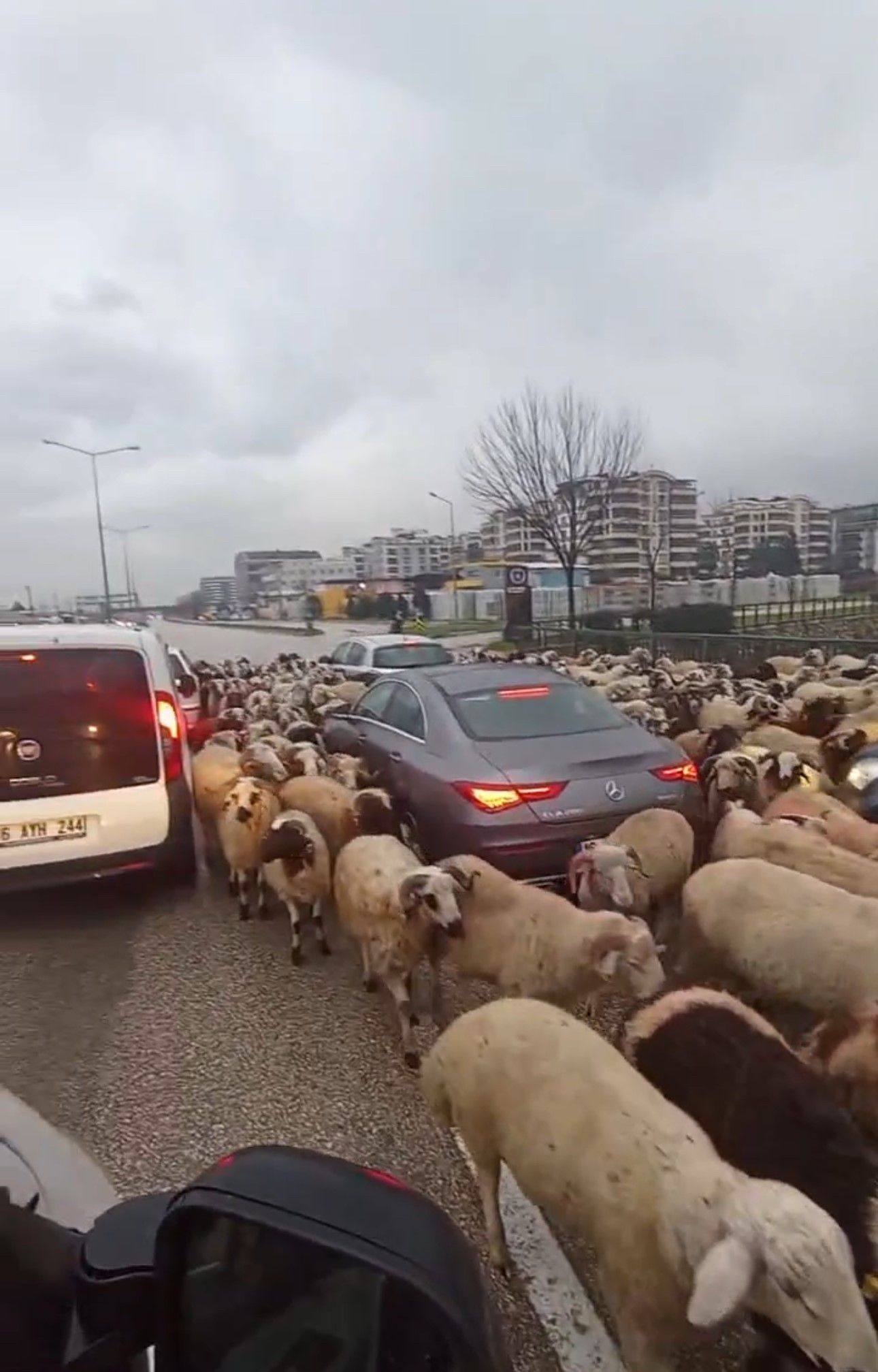 Bursa’da koyun sürüsü çevre yoluna indi