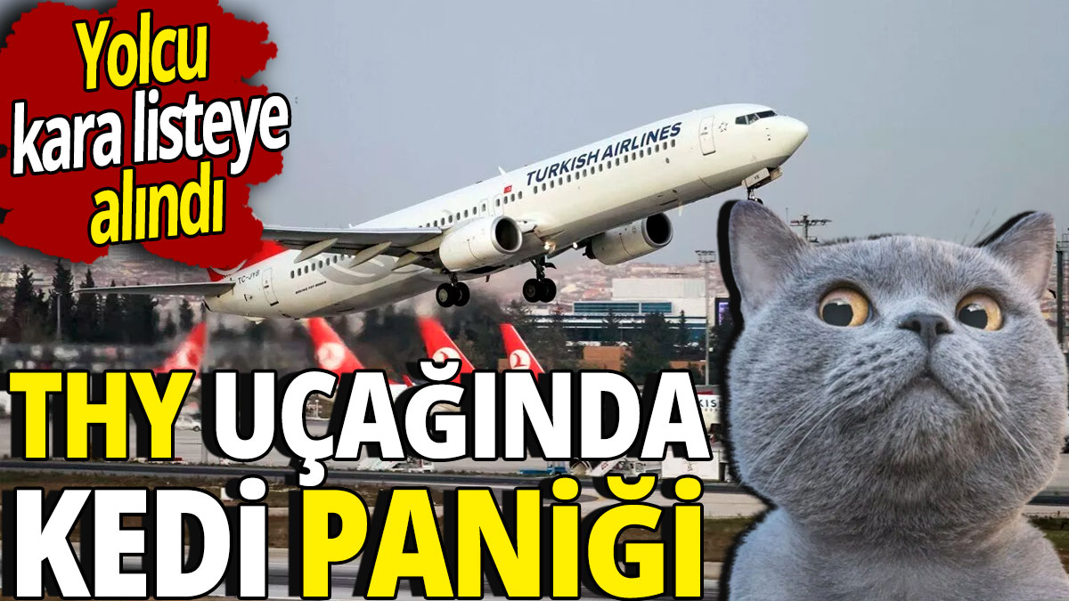 THY uçağında kedi paniği 'Yolcu kara listeye alındı'