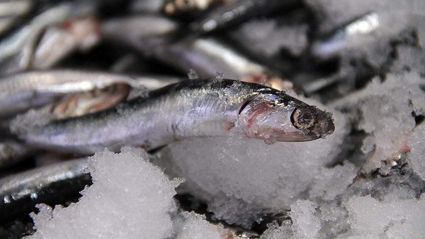 Hamsi sezonu açıldı