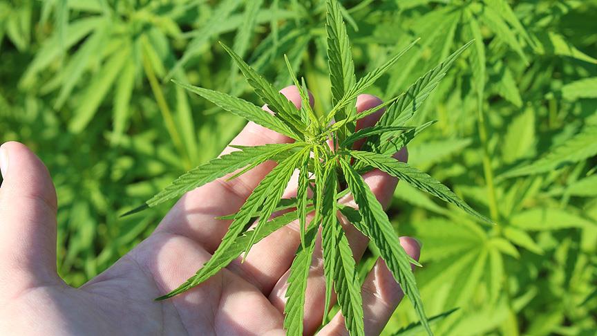 Kenevir üretimi resmen başlıyor