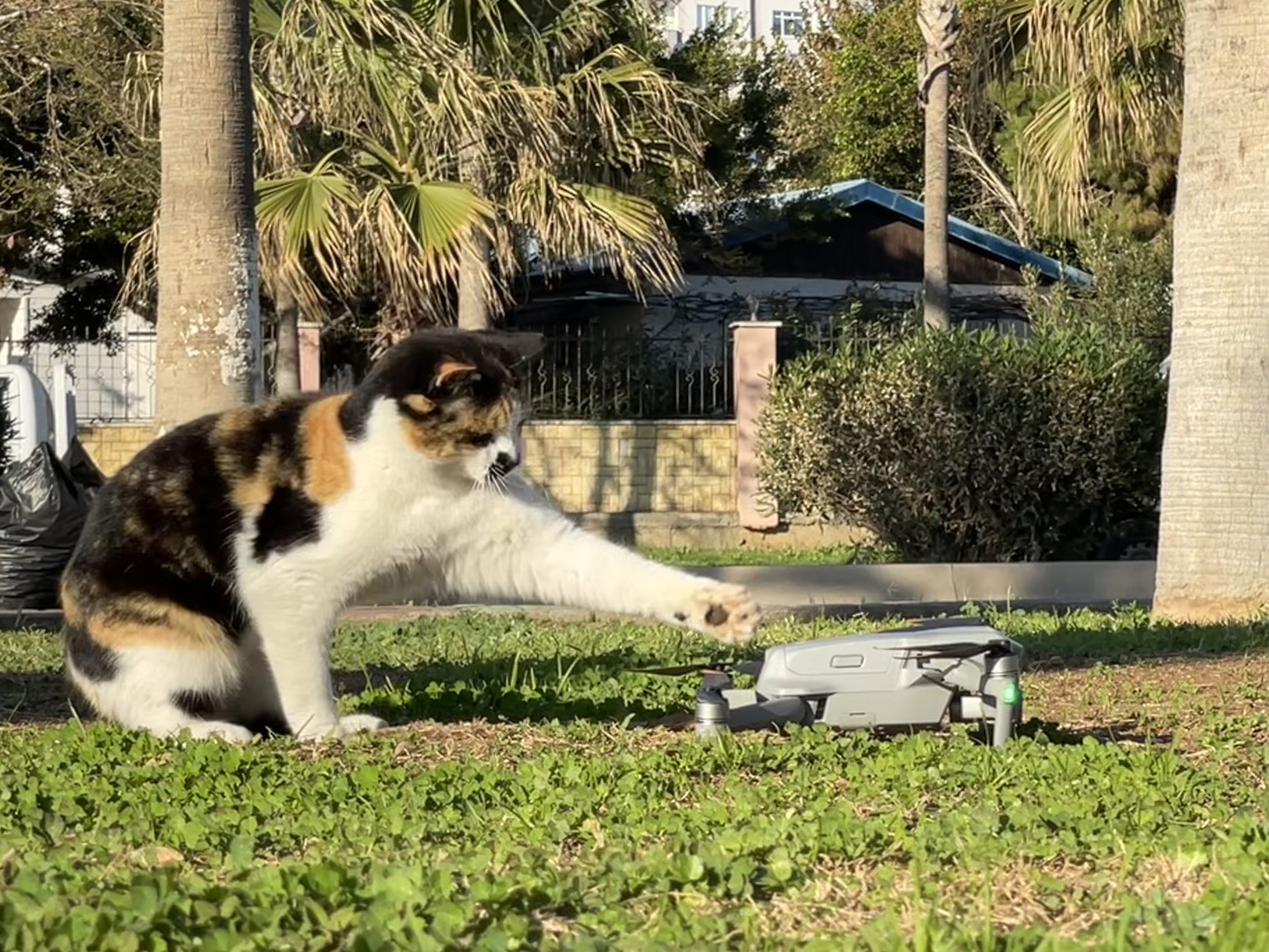 Dronla oynayan kedi güldürdü
