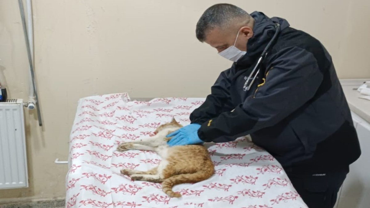 Hakkari'de kedi kurtarma operasyonu