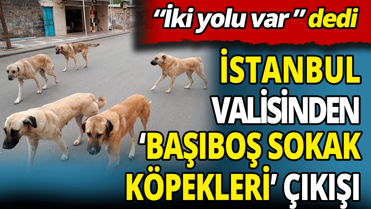 İstanbul Valisinden ‘başıboş sokak köpekleri’ çıkışı 'İki yolu var' dedi