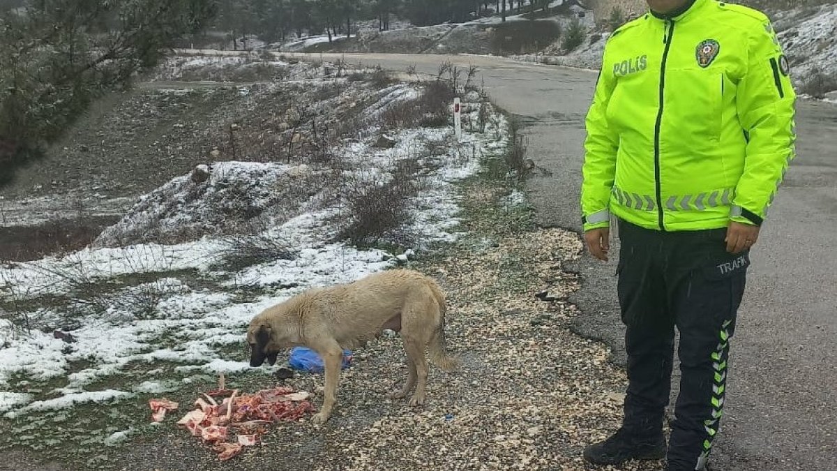 Polis ekipleri sokak hayvanlarını besledi