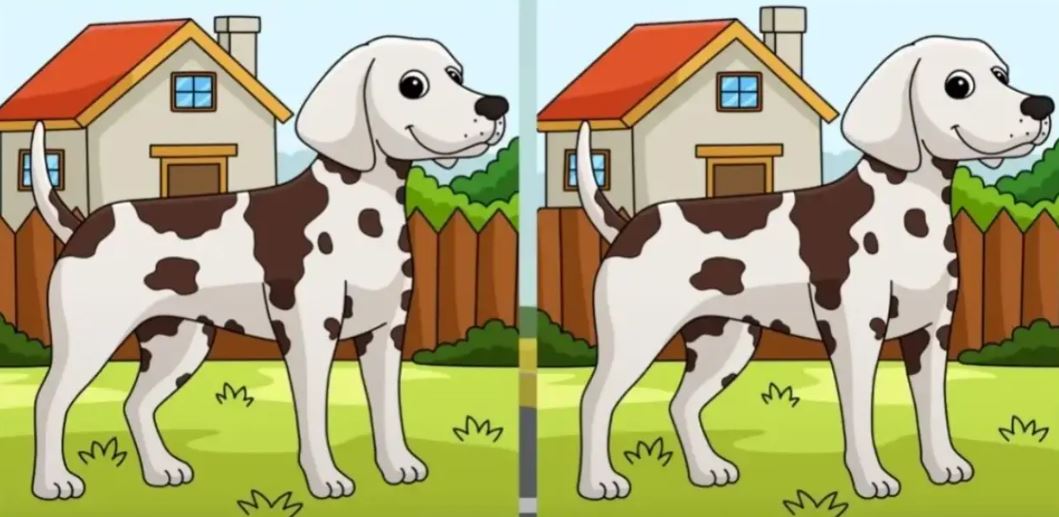 İki köpek arasındaki 3 farkı 9 saniyede bulabilir misiniz