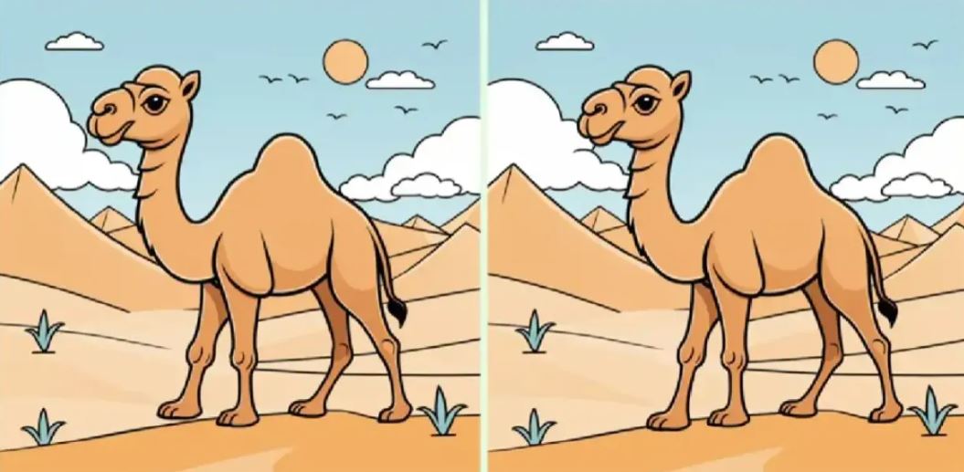 Zekasına güvenenler teste İki deve arasındaki 3 farkı 13 saniyede bulabilir misiniz