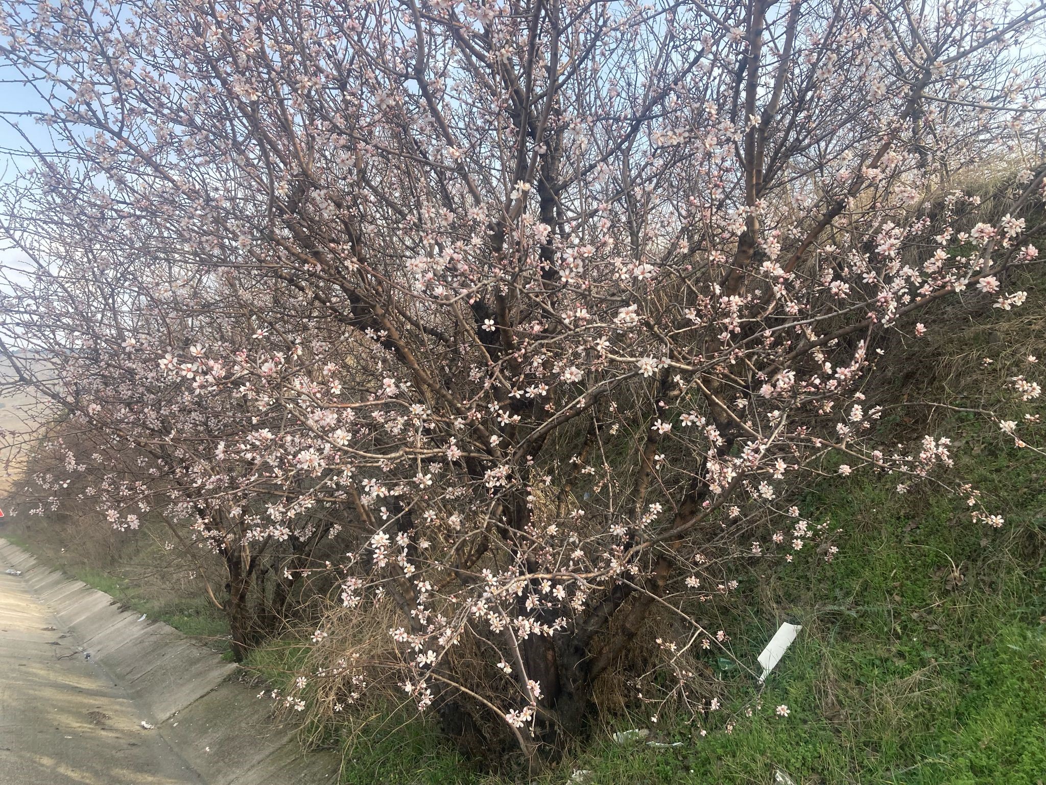 Malatya’da ağaçlar çiçek açmaya başladı