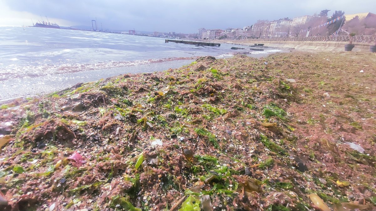 Tekirdağ kıyıları lodos fırtınasıyla kızıl yosunlarla kaplandı