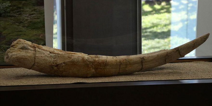 Kayseri'nin 7,5 milyon yıllık fosilleri sergileniyor