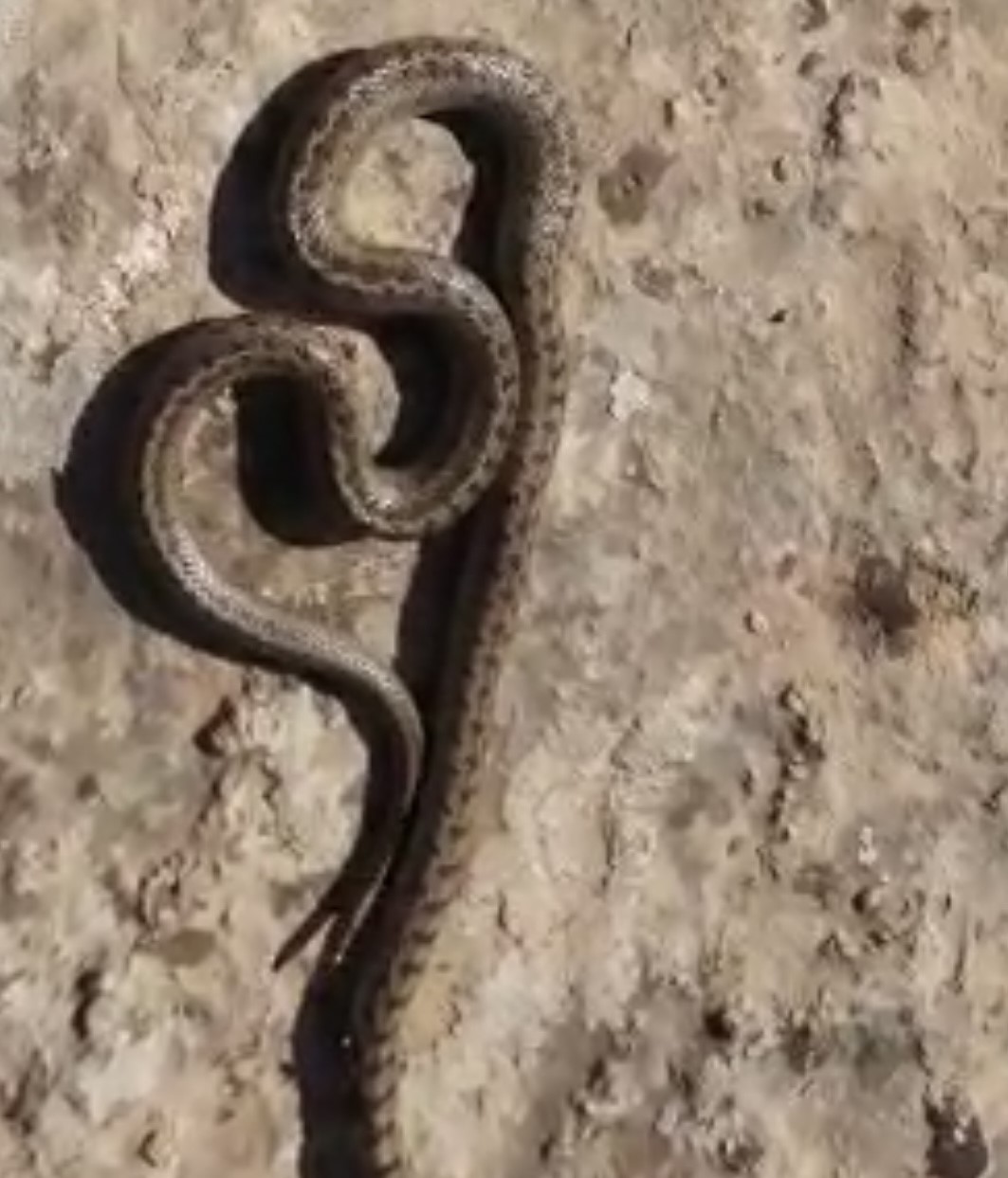 Siirt'te 1 metrelik yılan görüldü