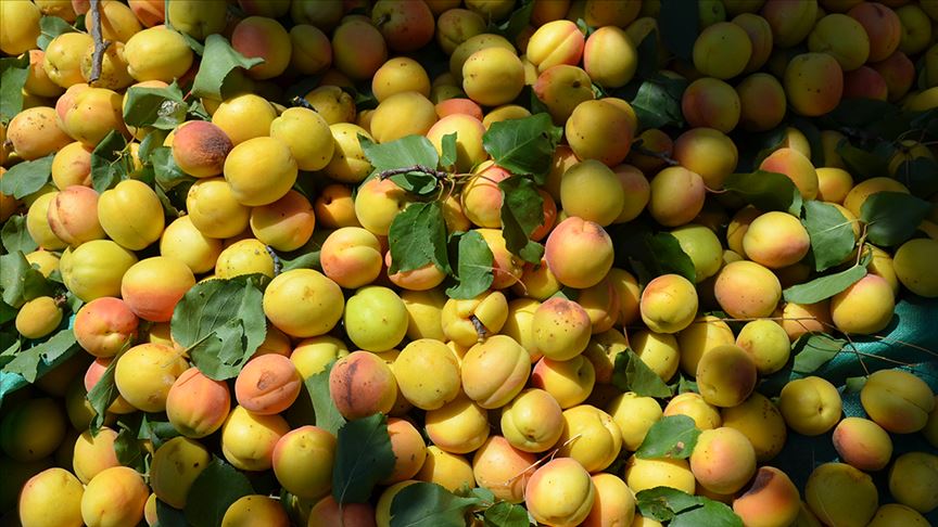 "Zirai don kayısıda rekolteyi etkilemeyecek"