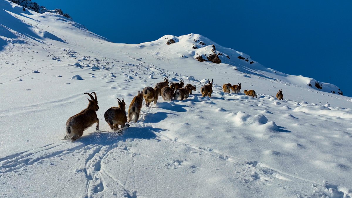 Çengel boynuzlu dağ keçisi sürüsü Munzur Dağında görüntülendi