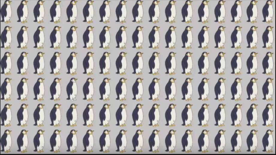 Yalnızca en zekiler saniyeler içinde görebiliyor Farklı pengueni 6 saniyede bulabilir misiniz