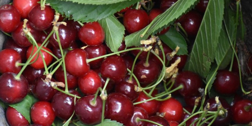 Kiraz Güney Kore pazarına açılıyor