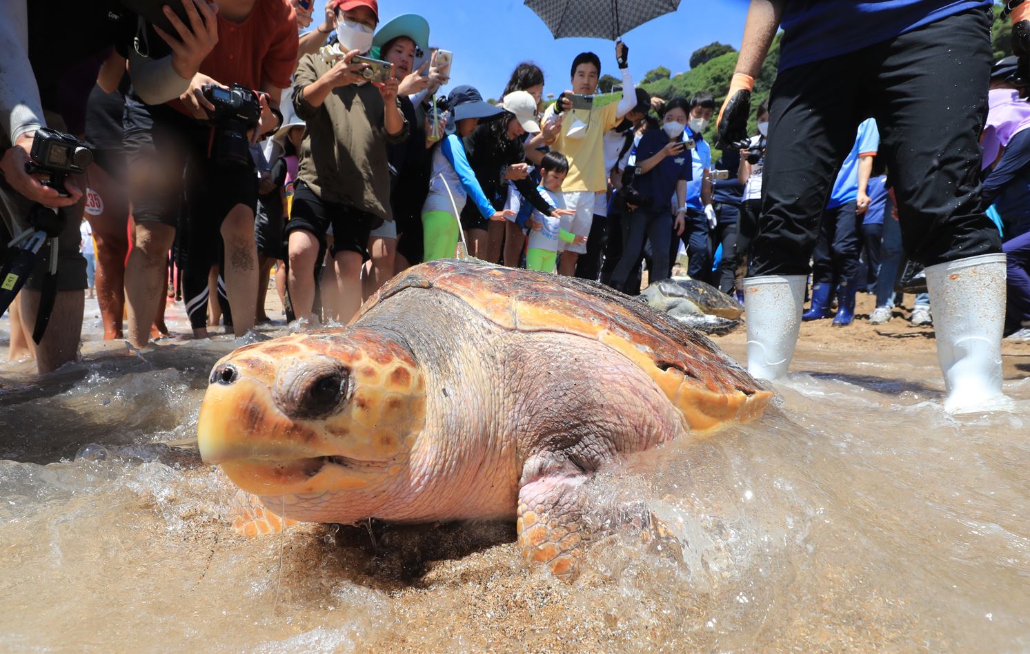 Deniz kaplumbağası yiyen 9 kişi öldü