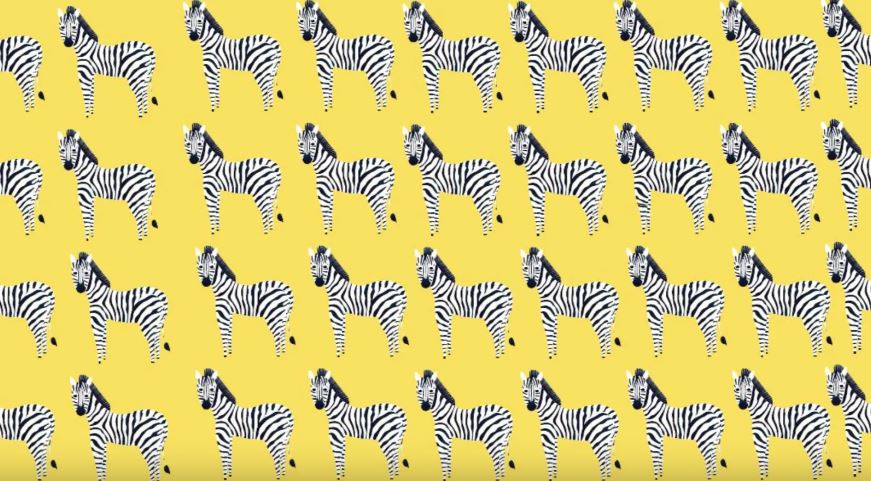 Bulmak imkansız Farklı zebrayı 6 saniyede bulanlar dahi kabul ediliyor