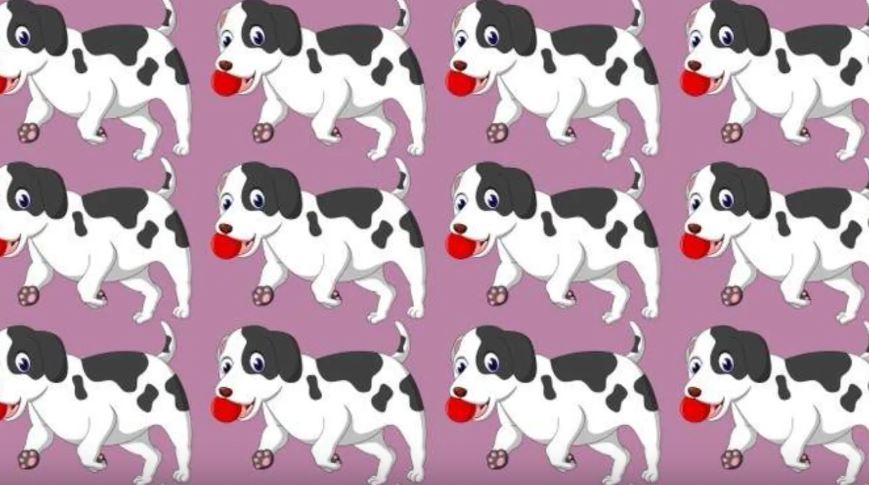 Kafa karıştıran optik illüzyon Farklı köpeği sadece IQ'su 130 olanlar 5 saniyede buluyor